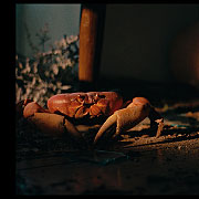 Crabs in the Air